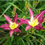 Hemerocallis Purple Arachne